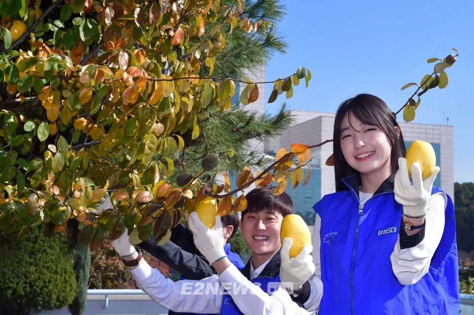 ▲삼성SDI 직원들이 기흥사업장에서 수확한 모과를 들어보이고 있다.