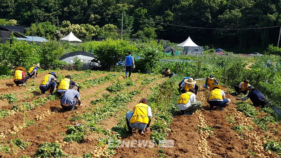 ▲귀뚜라미에너지 직원들이 텃밭에서 농작물 수확을 돕고 있다.