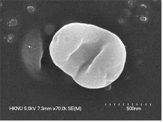 ▲메탄을 분해하는 ‘메틸로시스티스 MJC1’의 주사전자현미경 사진.