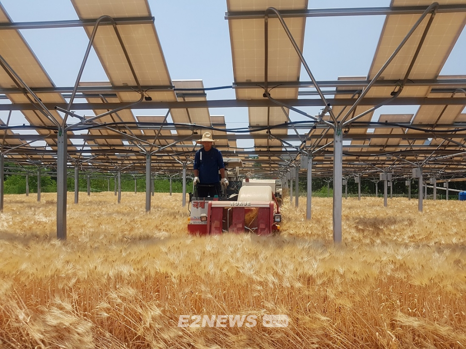 ▲영농형 태양광이 설치된 농지에서 농민이 트랙터를 운전하고 있다.