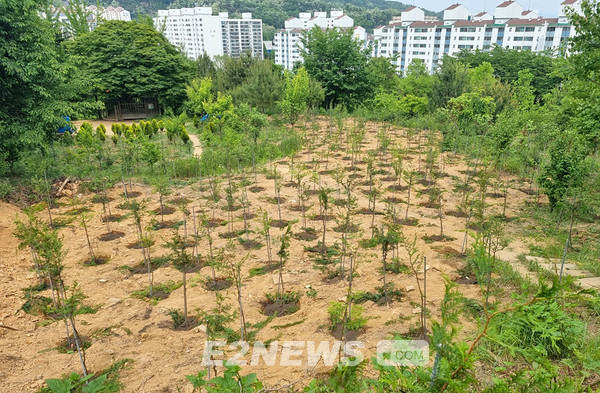 ▲삼천리 임직원들이 청량산 일대에 식재한 편백나무.