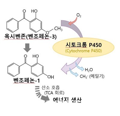 ▲시토크롬(P450) 효소에 의한 옥시벤존의 산화 과정.