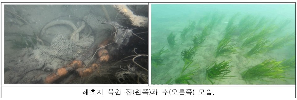 ▲지난해 한려해상국립공원의 해초지 복원 모습.