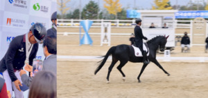 팀 엑셀로 이석 선수, 회장배 전국 승마 선수권 대회서 마장마술S-3 통합... - 뉴스 썸네일 이미지